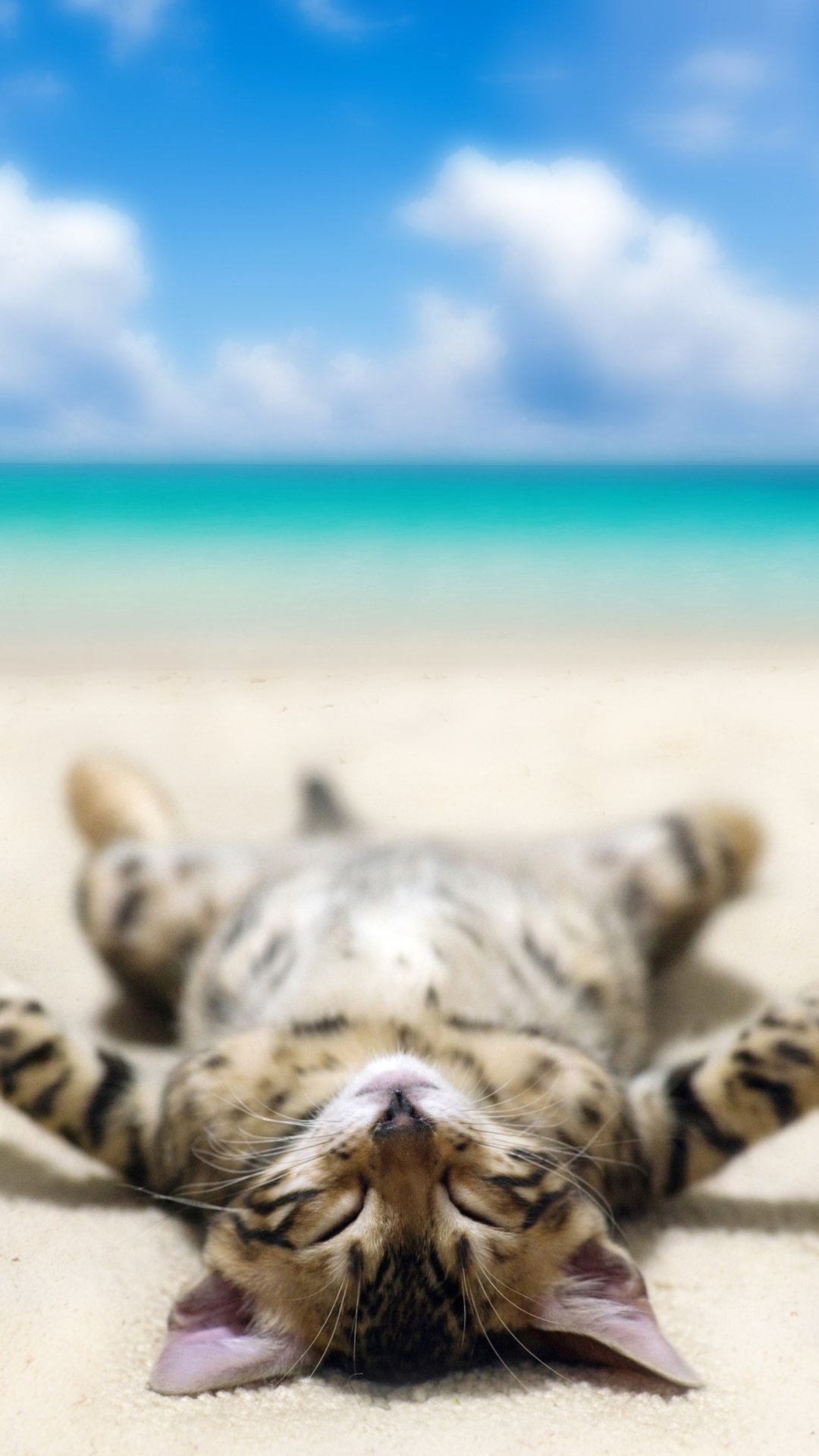 Download Beach Lying Down Funny Cat Phone Wallpaper