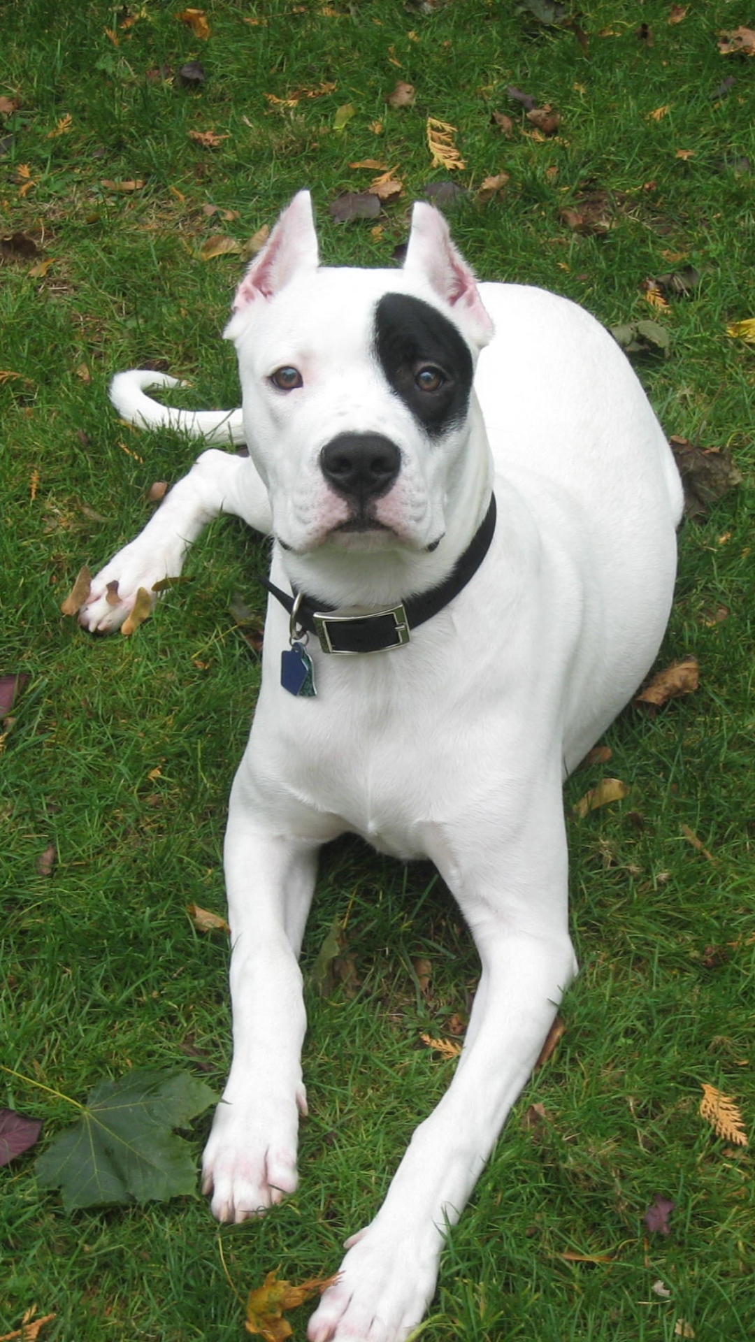 Dog with black eye patch sale