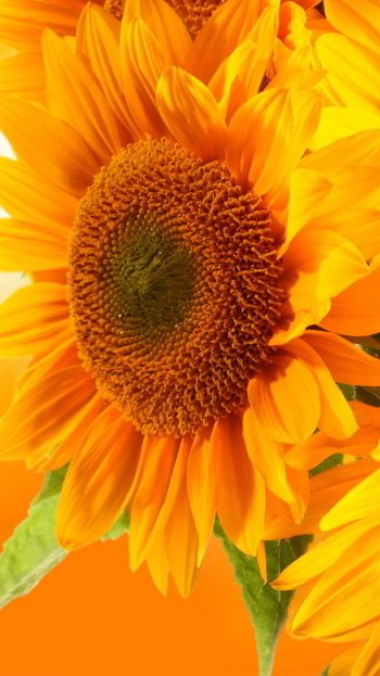flower nature sunflower Phone Wallpaper