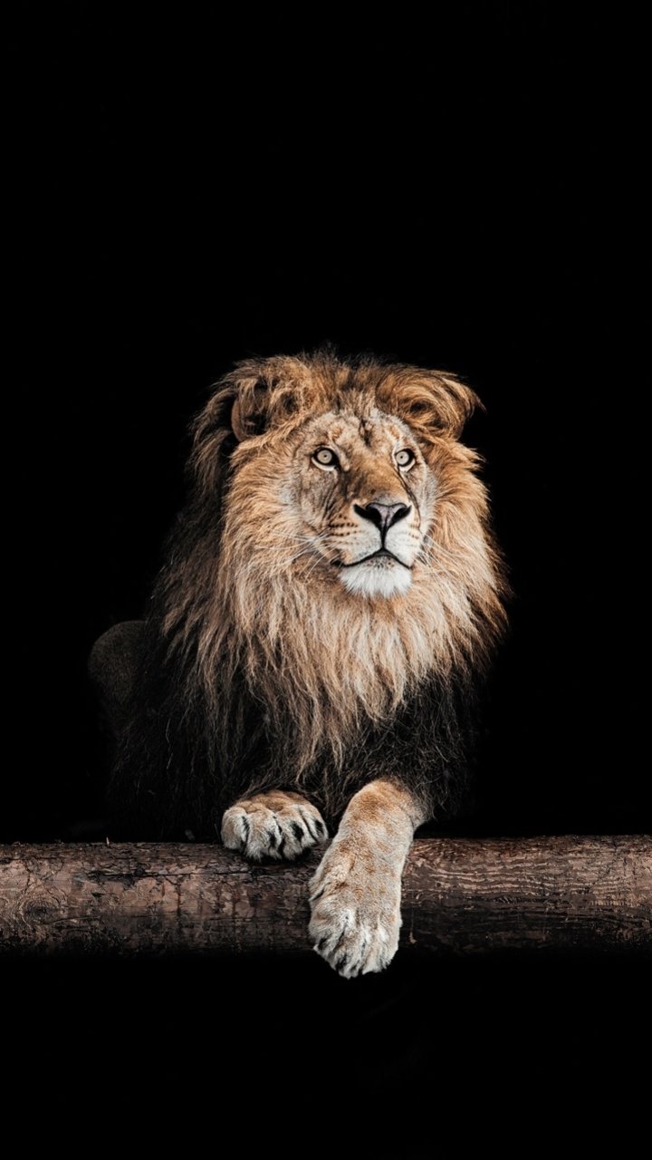 Download Animal Lion Phone Wallpaper