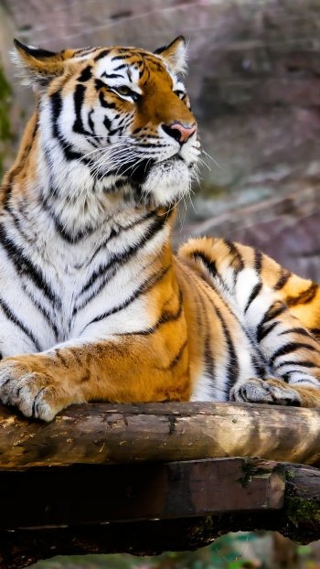 zoo Animal tiger Phone Wallpaper