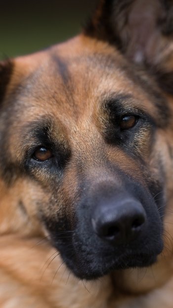 face dog muzzle Animal german shepherd Phone Wallpaper