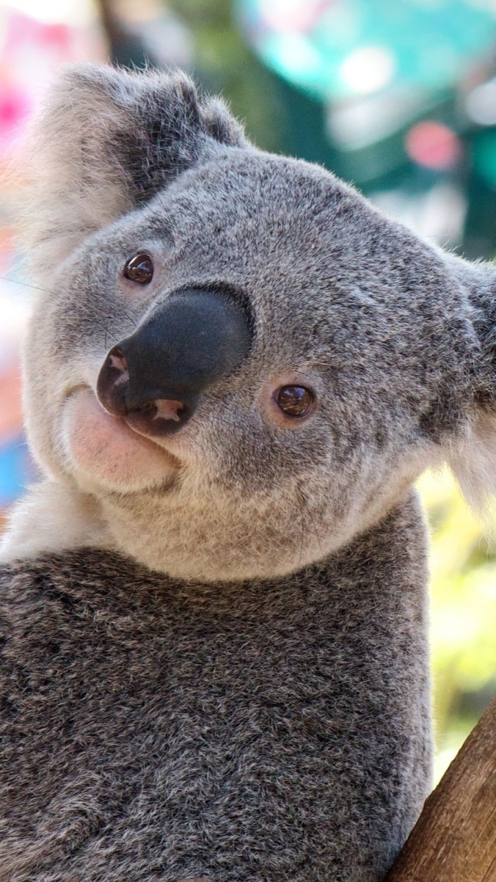 Koala Phone Wallpaper