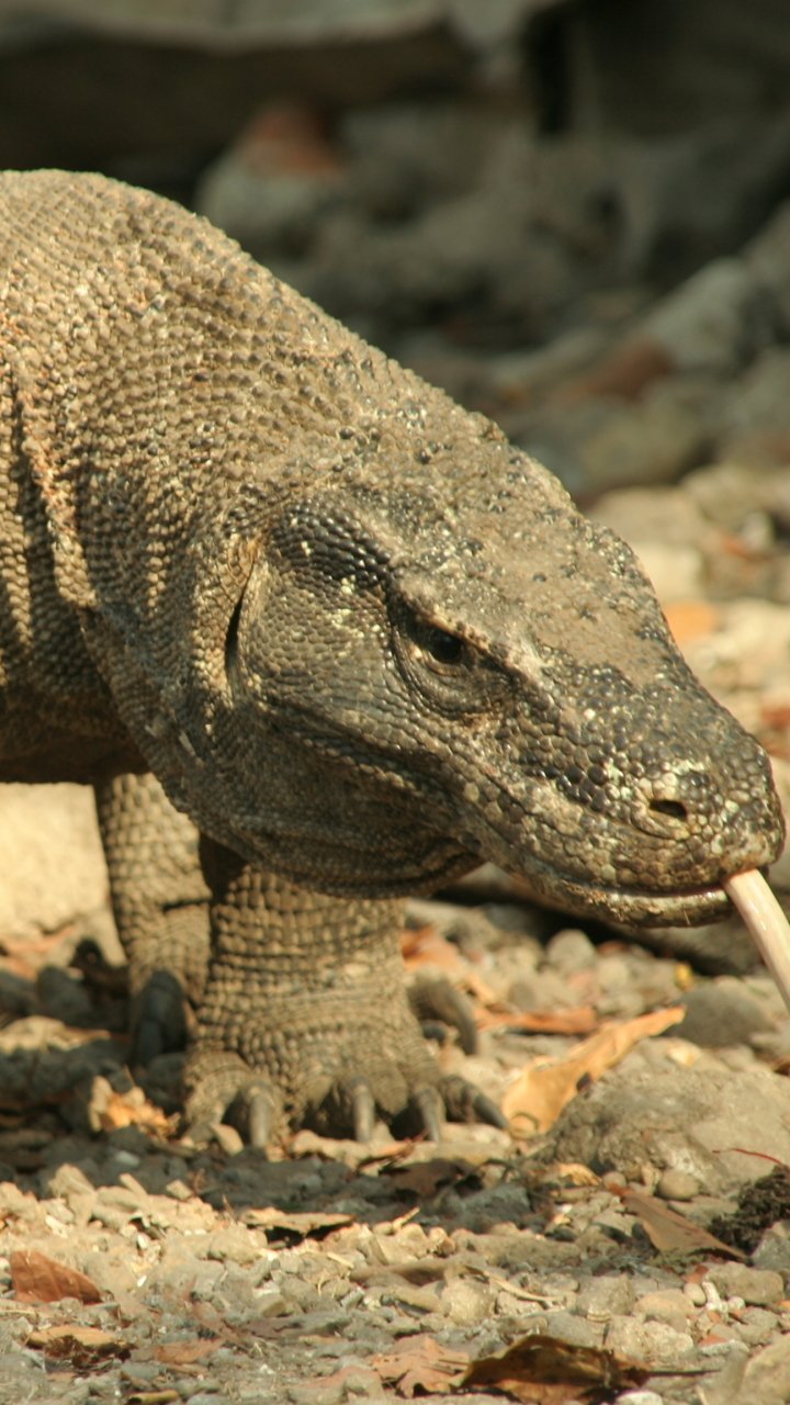 Komodo Dragon Phone Wallpapers