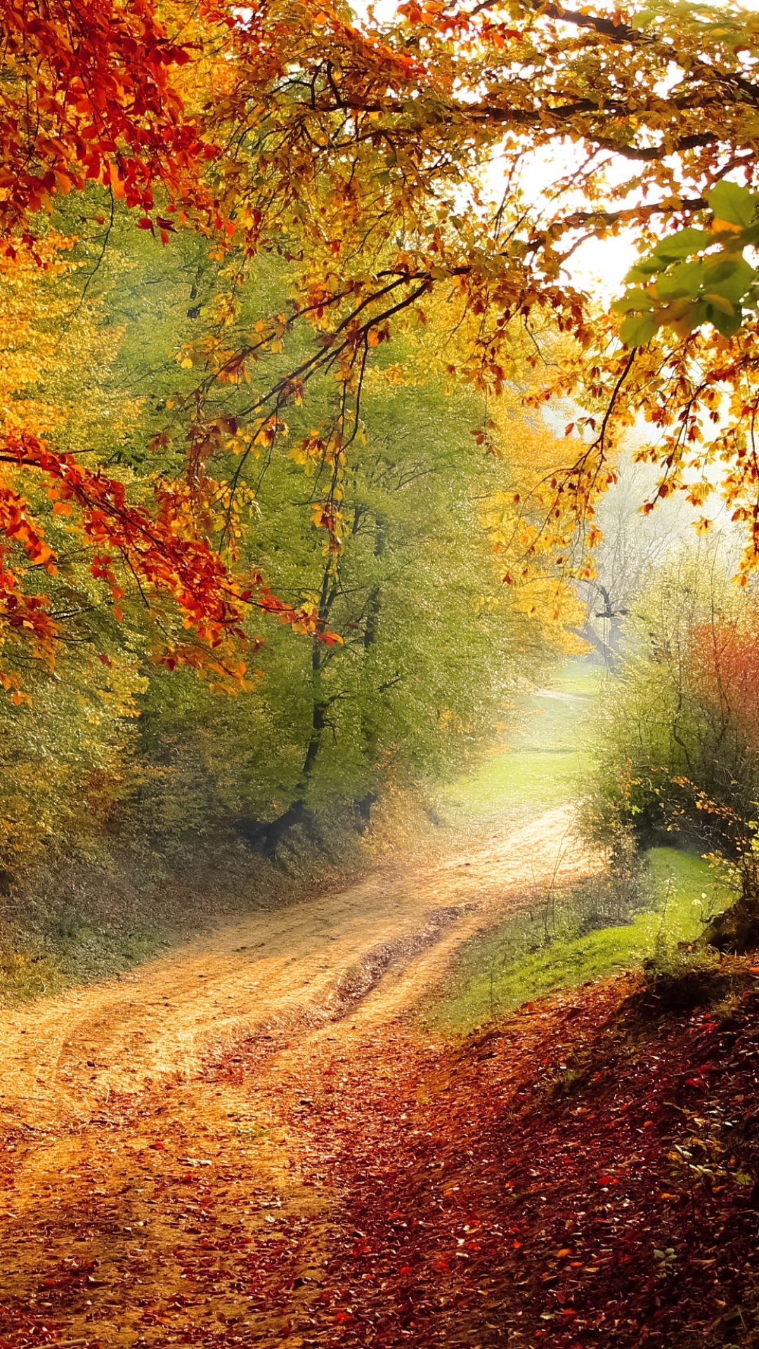 Autumn Path in the Forest