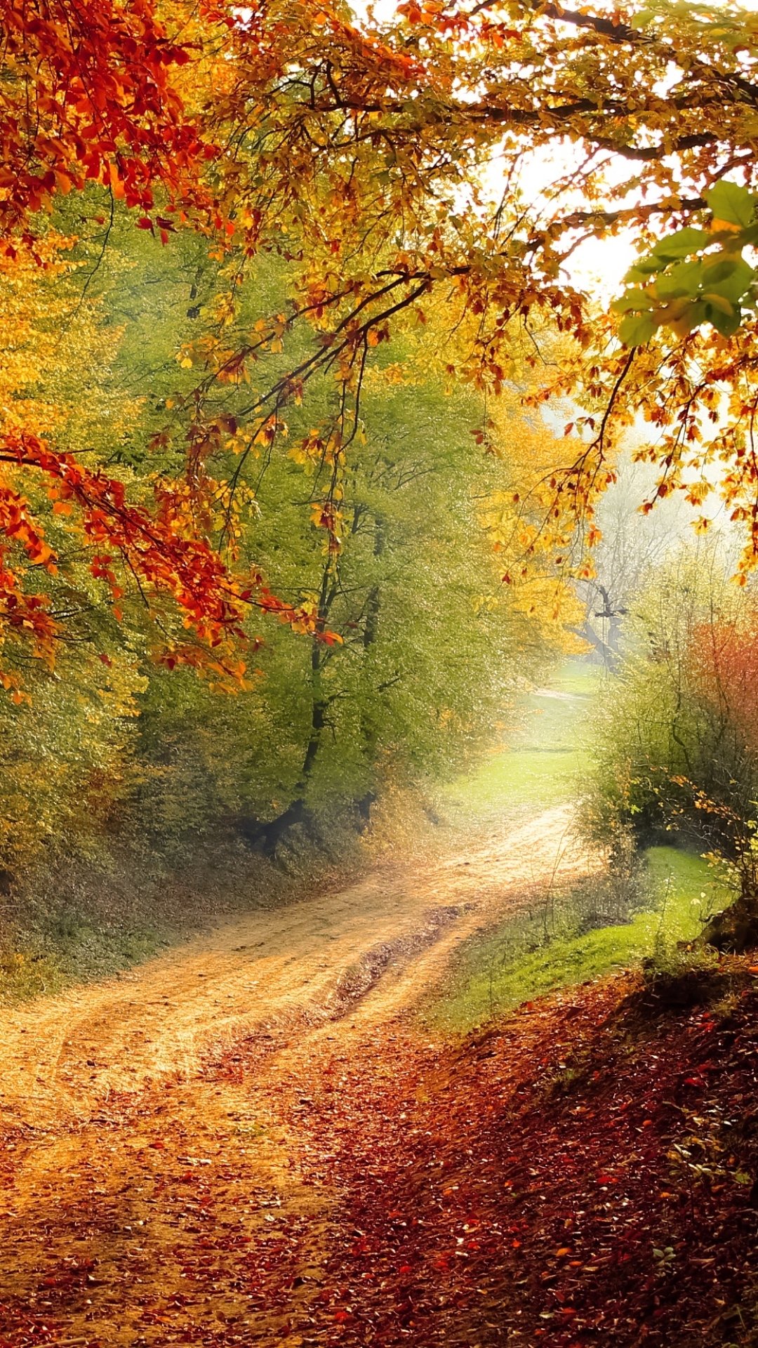 Phone wallpaper showing a winding dirt road through a fall forest, trees with orange and green leaves arching over the nature path.