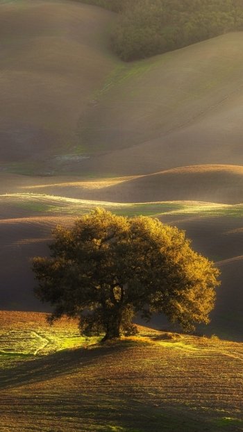 sunny hill nature tree Phone Wallpaper