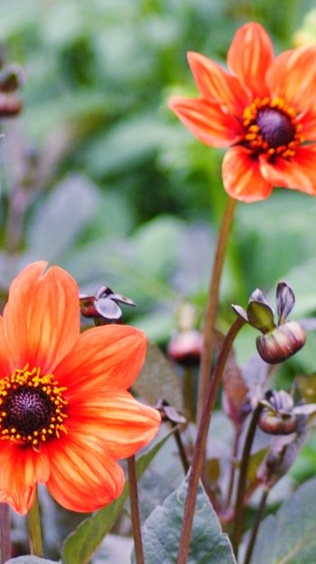orange flower nature flower Phone Wallpaper