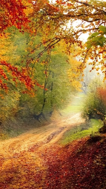 Phone wallpaper showing a winding dirt road through a fall forest, trees with orange and green leaves arching over the nature path.