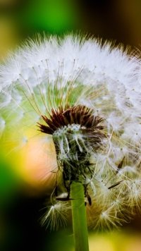 51 dandelion apple iphone se 640x1136 wallpapers mobile abyss 51 dandelion apple iphone se 640x1136