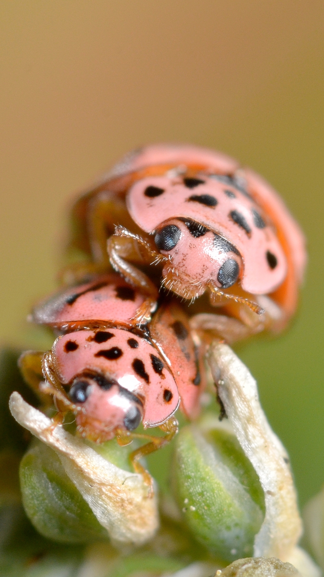 Ladybug Phone Wallpaper
