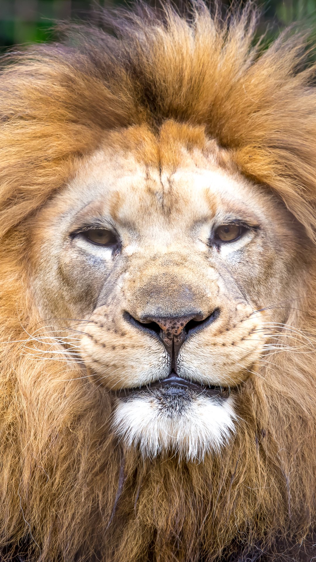 Download Close-up Animal Lion Phone Wallpaper