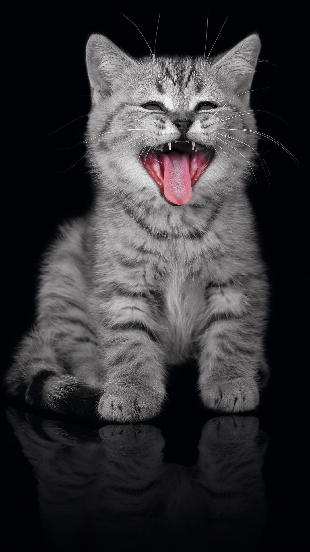 Phone wallpaper of a gray tabby kitten, a cat (animal), sitting on a black background with its mouth open and tongue out, faint reflection beneath.