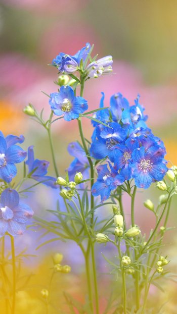 blue flower nature flower Phone Wallpaper