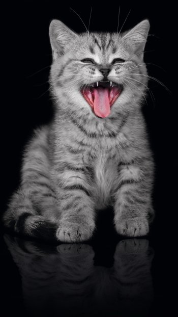 kitten Animal cat Phone Wallpaper