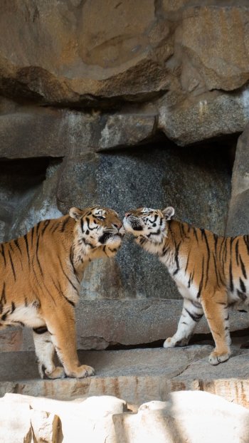 zoo love Animal tiger Phone Wallpaper