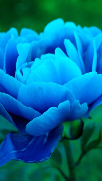  Blue Peony