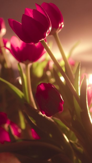 light flower nature tulip Phone Wallpaper