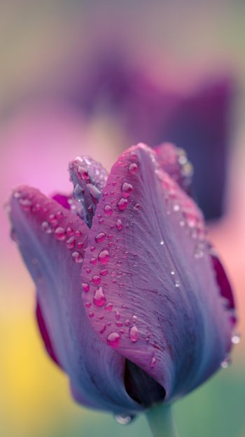 water drop flower blur nature purple flower tulip Phone Wallpaper