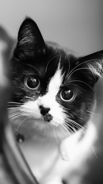 Black & White Animal cat Phone Wallpaper