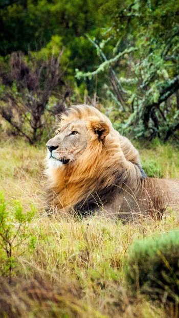 grass Animal lion Phone Wallpaper