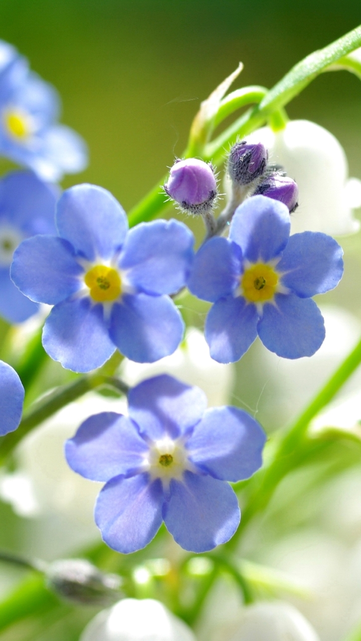 Forget-Me-Not Phone Wallpaper