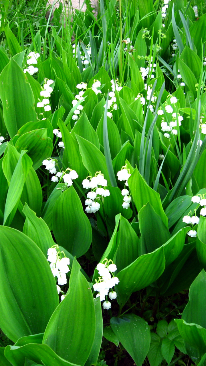 Earthlily Of The Valley 720x1280 Wallpaper Id 663392 Mobile Abyss