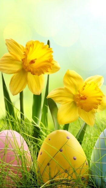  Daffodils and Easter Eggs