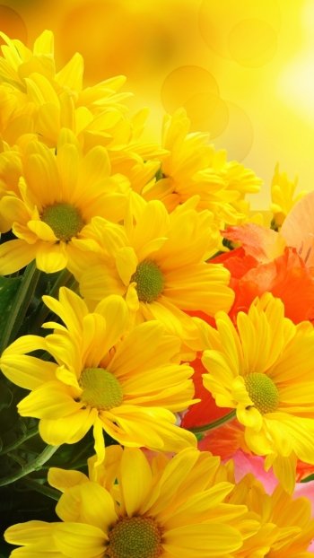  Yellow and Orange Flowers