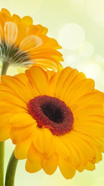  Yellow Gerberas