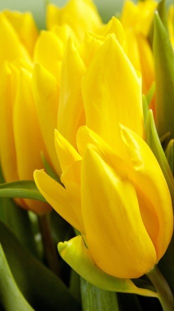 yellow flower flower nature tulip Phone Wallpaper