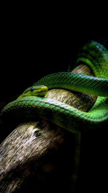 reptile Animal snake Phone Wallpaper