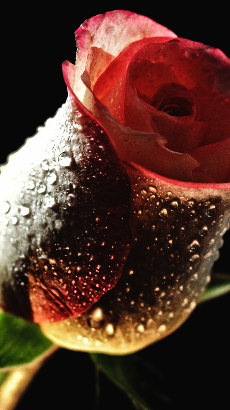 Бесплатные заставки розы на заставку телефона. Шикарные цветы. Необычные розы.