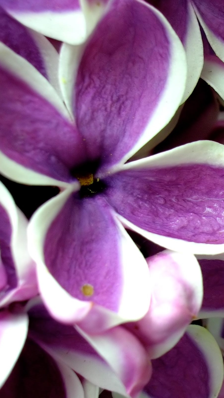 Lilacs_Syringa
