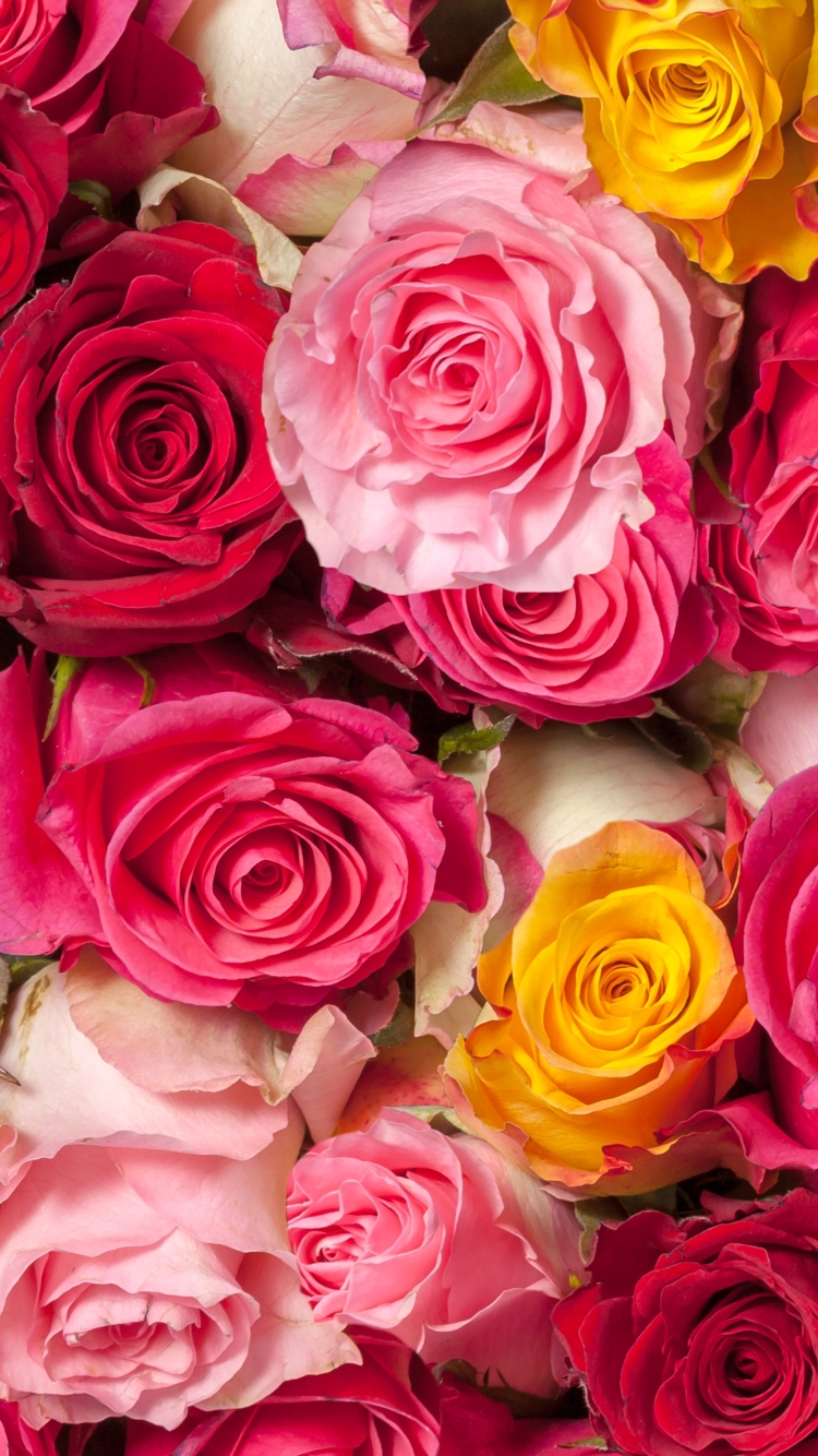 Colorful Roses Wallpaper Hd For Mobile