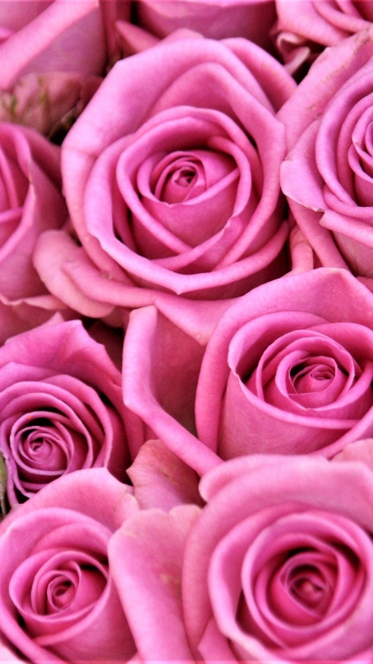 Download Close-up Flower Pink Flower Nature Rose Phone Wallpaper
