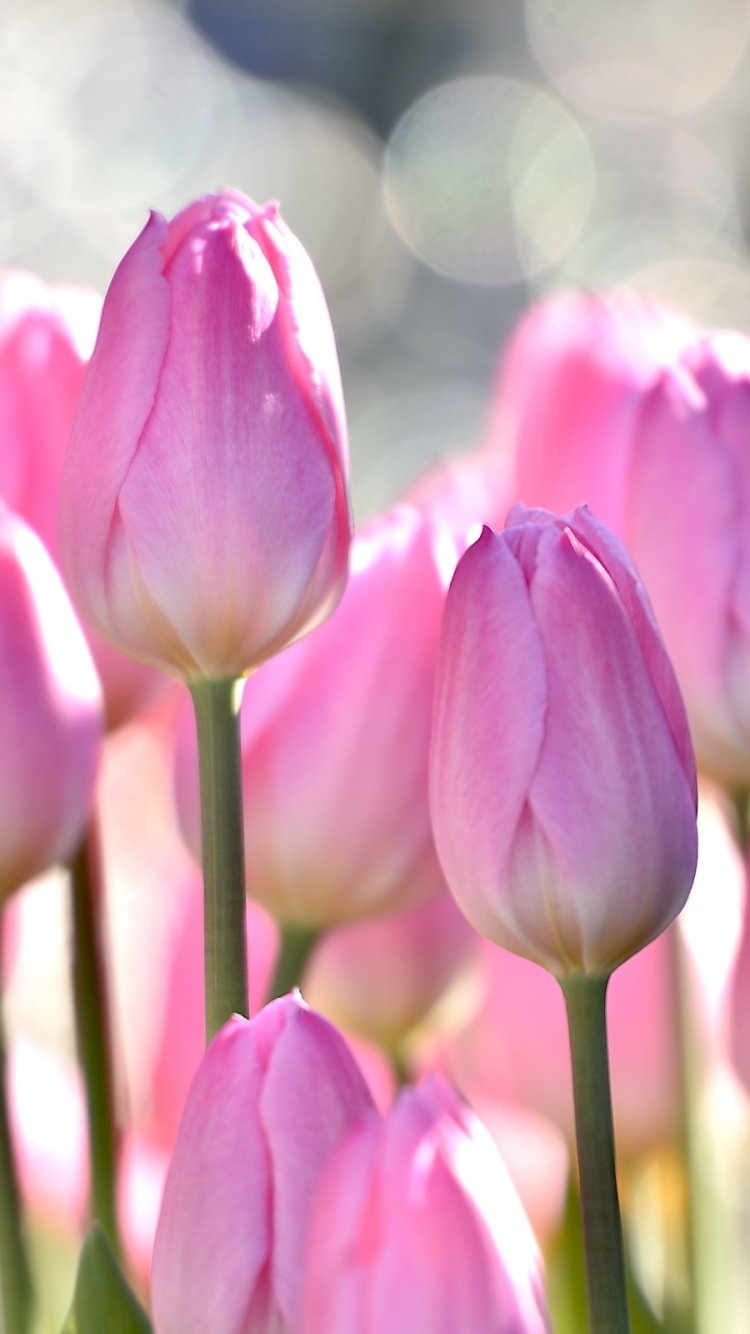 Download Pink Flower Flower Nature Tulip Phone Wallpaper
