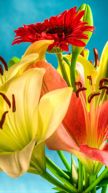 colorful gerbera flower earth nature lily Phone Wallpaper