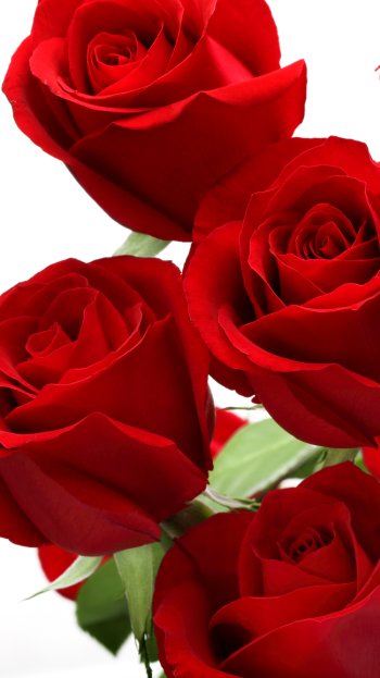 red rose red flower flower nature rose Phone Wallpaper