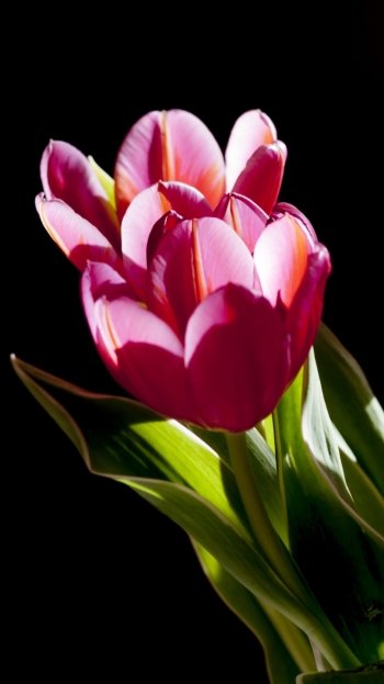 pink flower flower nature tulip Phone Wallpaper