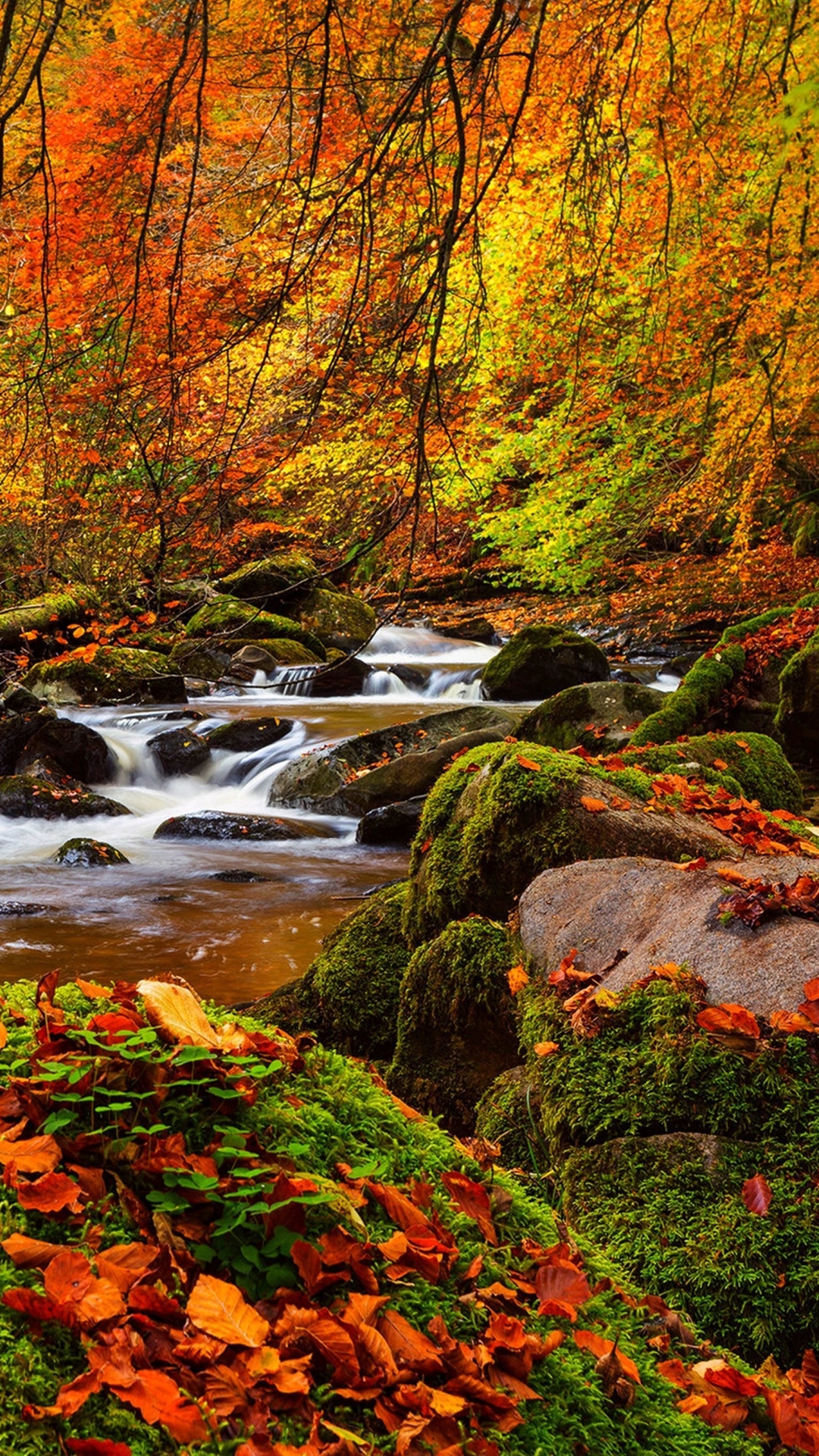 Stream in Autumn Forest