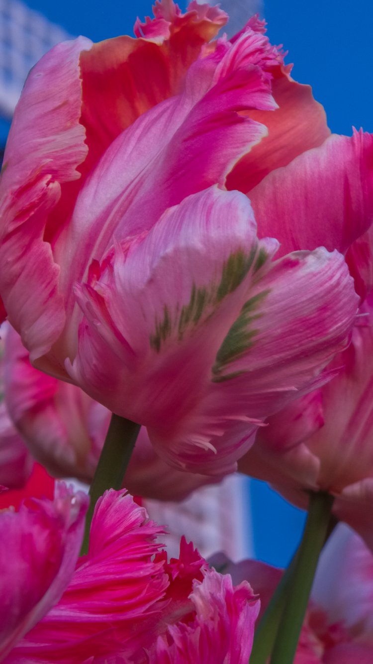 Close-up of ruffled pink tulip petals against a deep blue sky with a pale moon — nature-themed phone wallpaper