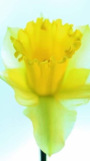  Yellow Jonquil