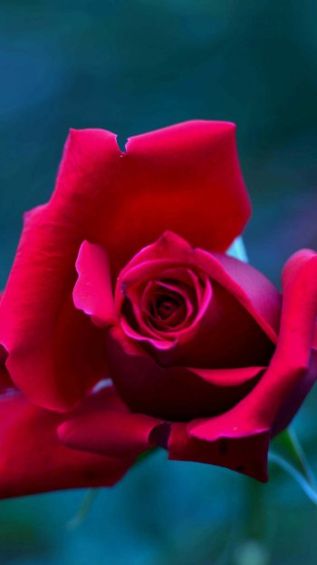 macro petal bud nature rose Phone Wallpaper