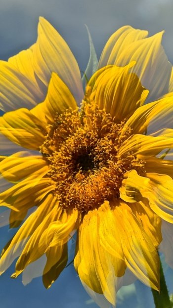 nature sunflower Phone Wallpaper