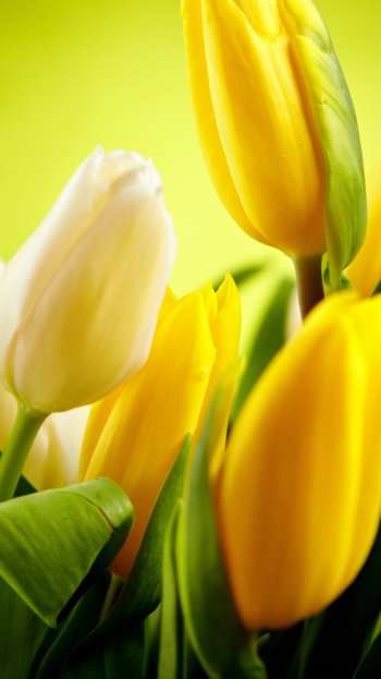 yellow flower flower nature tulip Phone Wallpaper
