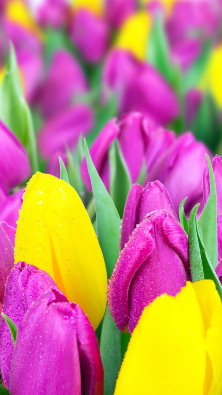 Download Nature Tulip Phone Wallpaper