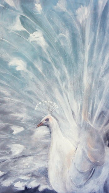  White Peacock