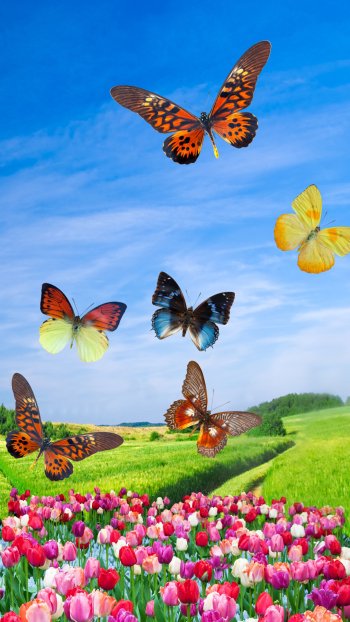  Tulip Field and Butterflies