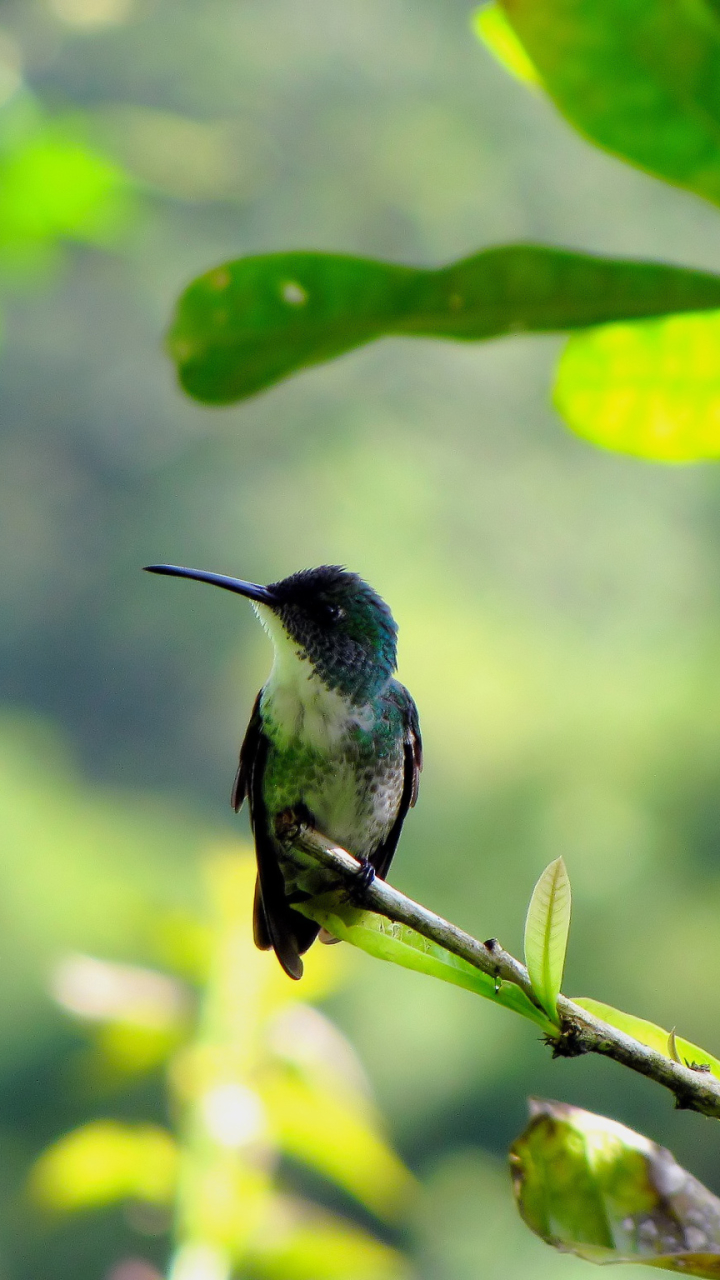 Hummingbird Wallpapers APK for Android Download